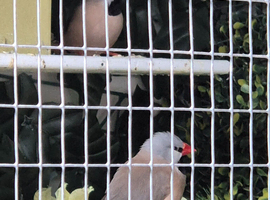 Hecks grass finch