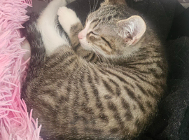 2 male and 2 femail kittens