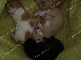 5 kittens for sale