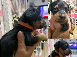Dorkie pups (Yorkie x dachshund)