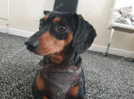 Boss, male. Stud &pound;70