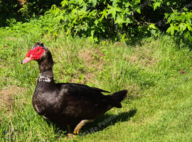 Muscovy Drake