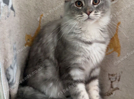 Female Blue Silver Classic Mainecoon