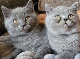 British shorthair Boys