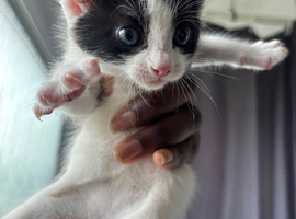 Adorable Tuxedo Kitten Looking for a Loving Home!&rdquo;
