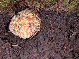 Apricot Pac-Man frog