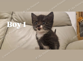 Tuxedo kittens ready to leave