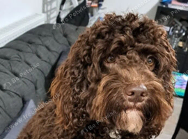 Cockapoo for stud chocolate proven