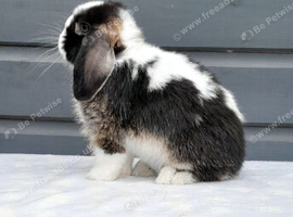 Stunning mini lop rabbit ready now