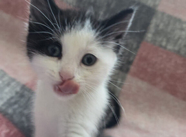 3 Gorgeous Female Kittens &ndash; Ready Now &ndash; &pound;150 Each