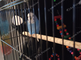 Female budgie for sale