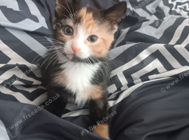 Female kitten