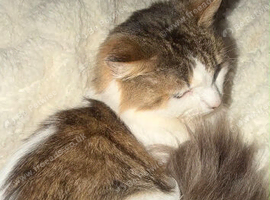 3 cats looking for loving home