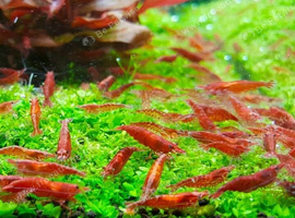 Cherry shrimp