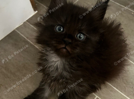Full mainecoon kittens polydactyl. Ready now