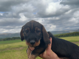 4 wire haired dachshund puppies