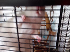 Female rats