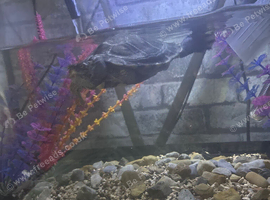 Needs a new home he&rsquo;s getting too big for my tank turtle only