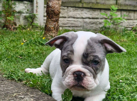 English bulldog cross french bulldog puppies