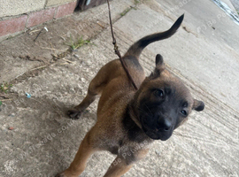Belgian Malinois