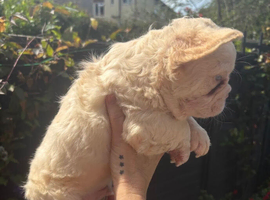 Unbelievable litter of 11 French Bulldogs