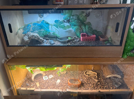 Breeding pair leopard geckos