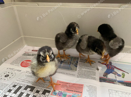 Silver laced