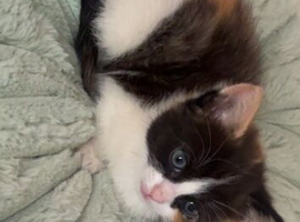 calico female kitten