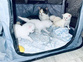 Persian cross Angora kittens ready For Loving homes.