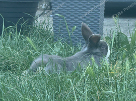 Grey flop bunny