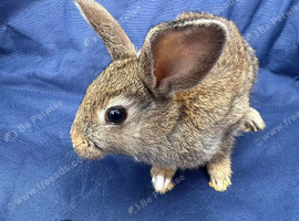 Baby rabbits
