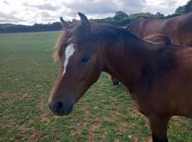 Yearling Colt