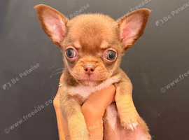 Tiny chihuahua puppies