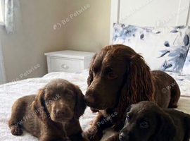 Beautiful cocker spaniel puppies