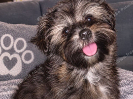 Girl shorkie