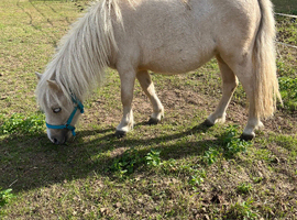 Palomino Yearling for sale