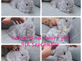 Netherland dwarf babies