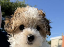 Beautiful Maltipoo puppies are ready for new homes