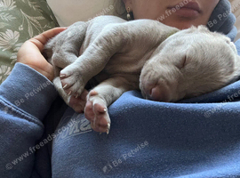 Long & Short Haired Weimaraner KC Reg