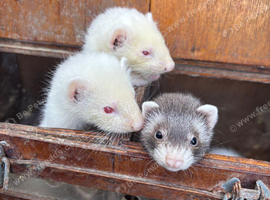 Ferret babies
