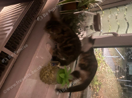 Female kitten