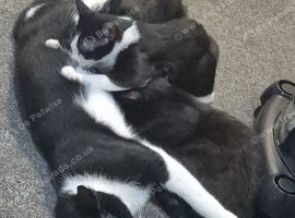 Beautiful female black and white kitten