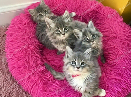 Well handled, confident cuddly Maine coon kittens