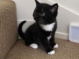 bristish shorthair mix kittens