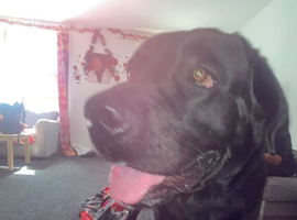 Max