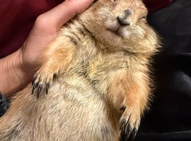 PRAIRIE DOG WANTED as companion for lonely solo prairie dog