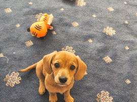 Dachshund x