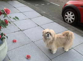 Beautiful Milo the Lhasa Apso boy