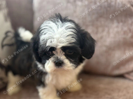 Beautiful Shih Tzu puppies