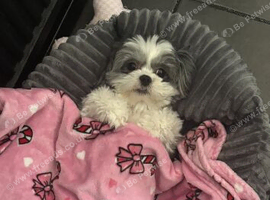 Having to rehome as not enough time for Sadie and it&rsquo;s not fair